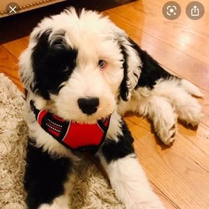 Meet your Posher, Miriam